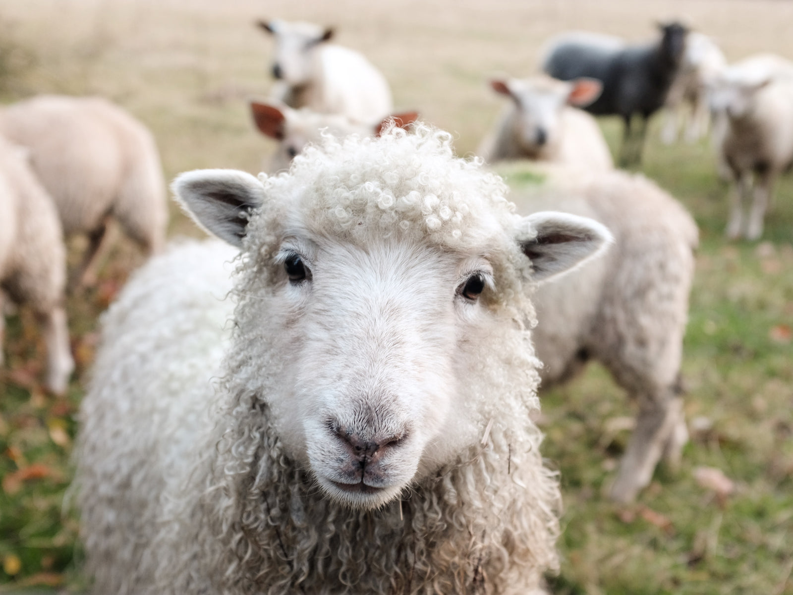 4 Amazing Properties of Wool
